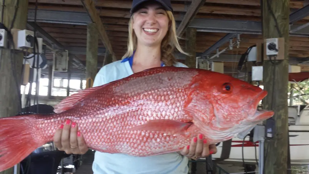 Red snapper and king mackerel from a recent charter (3)