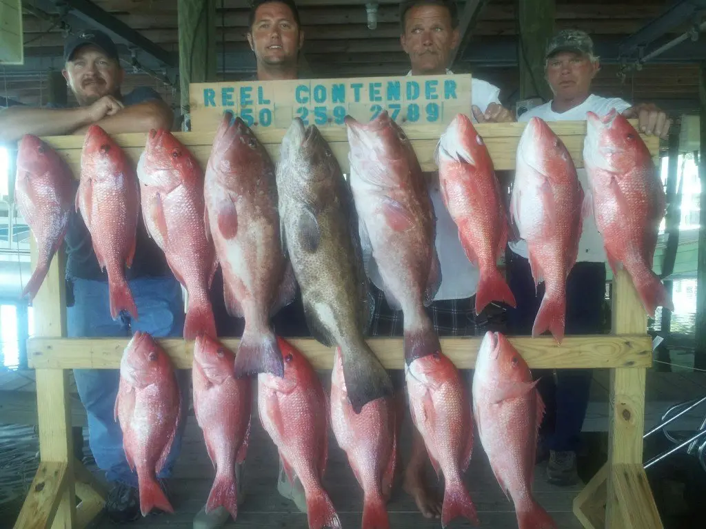 A day's catch aboard The Reel Contender (6)