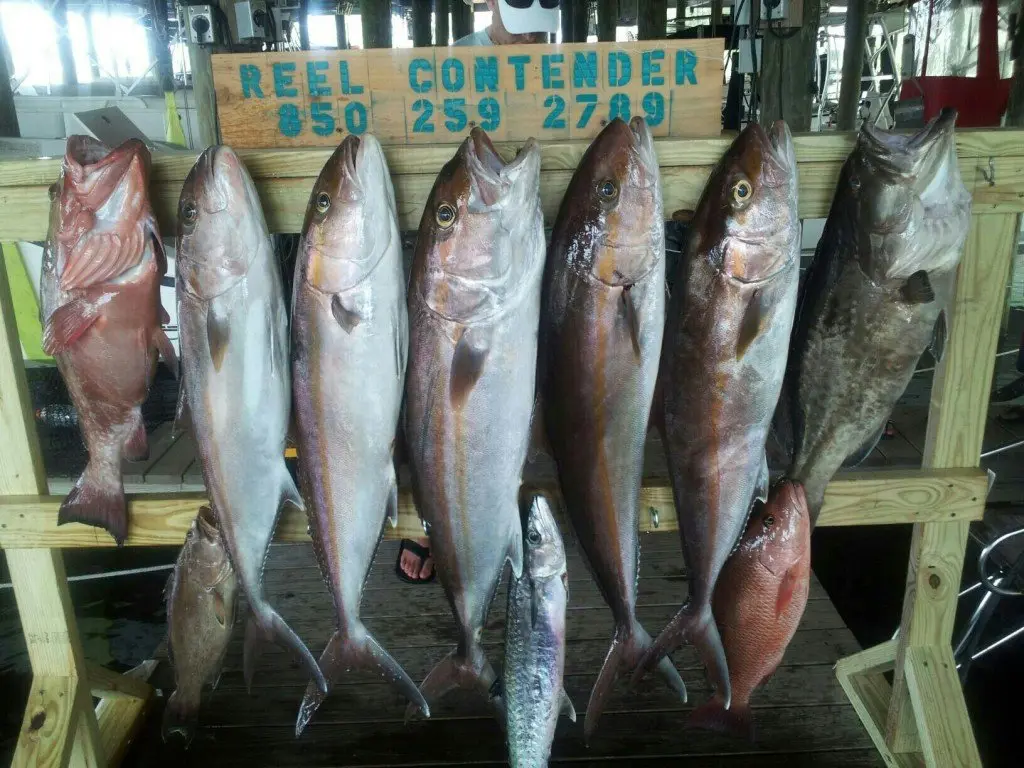 A rack of red snapper, amberjack and grouper caught aboard The Reel Contender